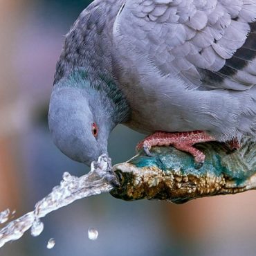 Zurich vs. Suisse romande: la gestion des pigeons urbains, une question de méthode