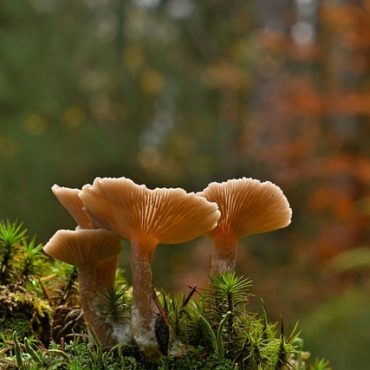 Morilles : Un Délice Printanier aux Dangers Insoupçonnés si Mal Préparées