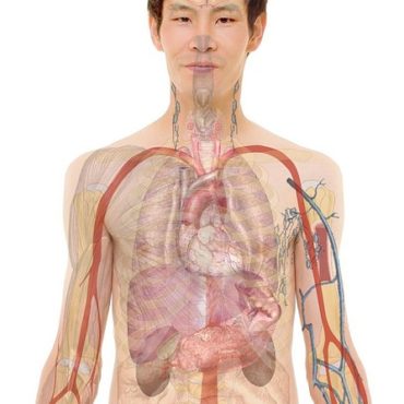 De l'Introspection à l'Organo-spection: Quand nos Organes Deviennent des Interlocuteurs Privilégiés