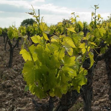 Vignoble romand en souffrance : l'arrachage des ceps, un sacrifice douloureux face à la crise