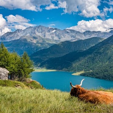 Canaille, Reine Incontestée des Hérens: Le Valais Célèbre sa Nouvelle Championne