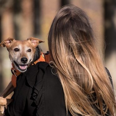Agression canine dans le Nord vaudois: quand la facture du vétérinaire s'invite devant la justice