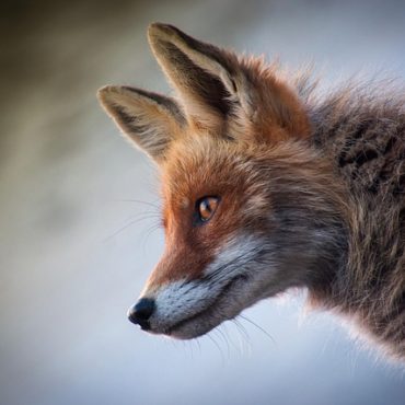 Drame de la chasse vaudoise : Un octogénaire face à la justice après un tir fatal