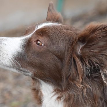 Drame à Travers (NE) : Un Border Collie succombe à l'attaque de chiens de protection de troupeaux