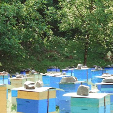 Valais : Les abeilles, sentinelles inattendues face à la pollution industrielle