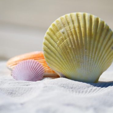 L'Évasion Méditerranéenne au Cœur de la Suisse: Découvrez la Plage Record de Salavaux