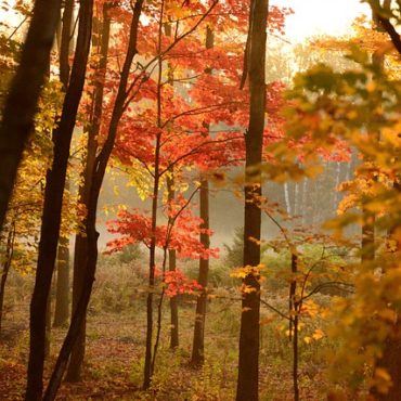 Drame au Lac Noir : un arbre s'effondre, emportant un jeune randonneur et blessant un père et son enfant