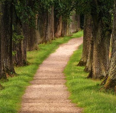 Tragédie au Lac Noir: Un jeune randonneur périt sous la chute d'un arbre