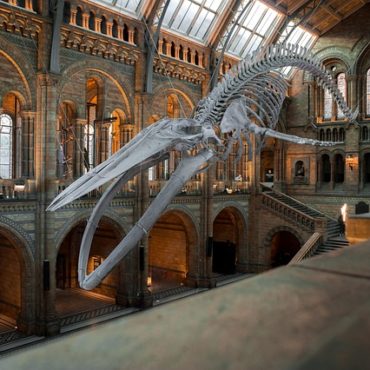 Genève : Une invasion d'insectes repousse la réouverture complète du Muséum à 2036