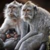 L&rsquo;Étonnante Harmonie des Voix Animales : Un Rythme de Communication Universel Révélé par l&rsquo;UNIGE