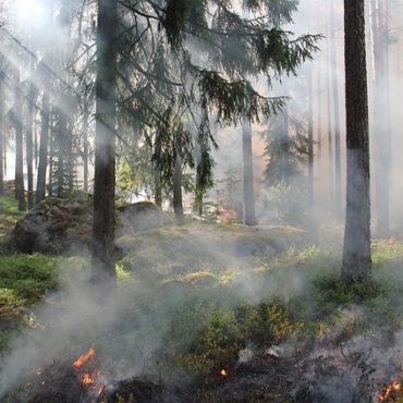 Forêt de Fontainebleau : un incendie majeur mobilise d'importants moyens