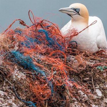 Pollution suspectée au Nant d'Avril : une mousse suspecte à Satigny