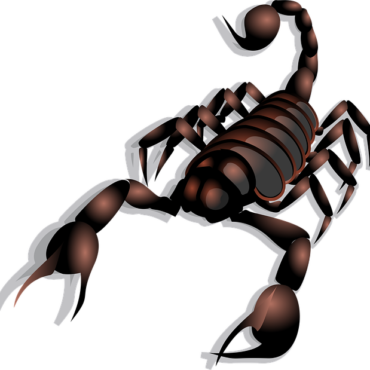 Un retour de voyage mouvementé en Valais : un scorpion découvert dans des bagages