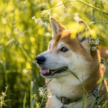 Un chiot dérobé en marge d'un démarchage suspect à Illarsaz