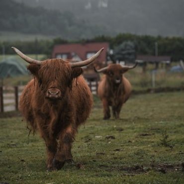 Sécheresse en Suisse : une hausse marquée des abattages de bovins
