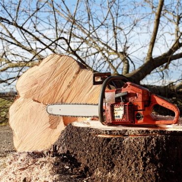 Sécurité publique : 35 arbres abattus à Genève
