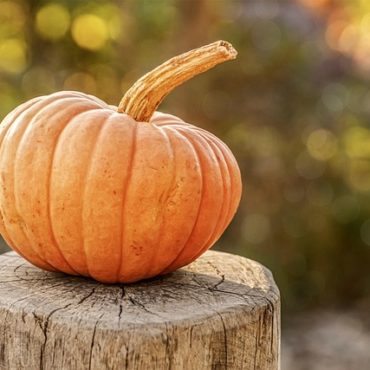 Kürbisausstellung in Liestal: Bio-Kürbisse bis Ende Oktober
