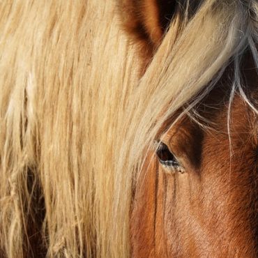 Dutzende Tiere in Oberhof AG nach behördlicher Anordnung abgenommen