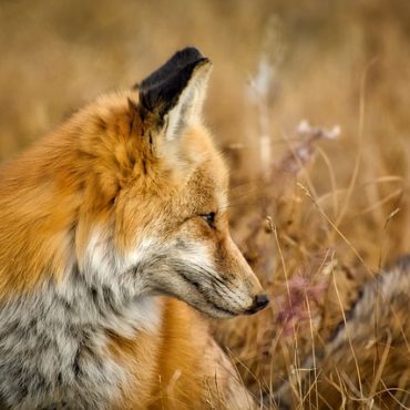 Abattage d'un renard à Saint-Ursanne : une plainte déposée