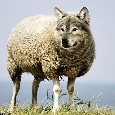 Wolf reissst Schafe in Marbach