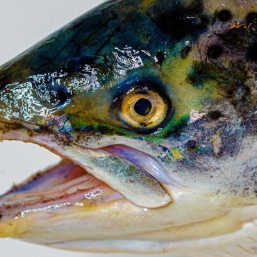 Rappel de filets de truite fumée chez Lidl en raison d'une contamination