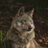 Steigende Wolfspräsenz im Kanton Zug weckt Befürchtungen