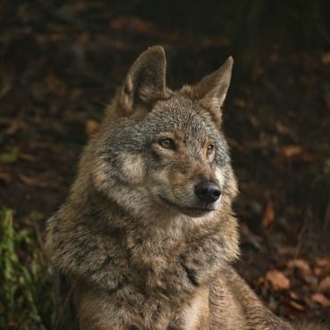 Steigende Wolfspräsenz im Kanton Zug weckt Befürchtungen