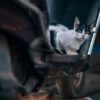 Berühmte Bushaltestellen-Katze in Füllinsdorf darf ihr Mini-Häuschen behalten