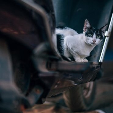 Berühmte Bushaltestellen-Katze in Füllinsdorf darf ihr Mini-Häuschen behalten